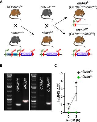 IκBNS expression in B cells is dispensable for IgG responses to T cell-dependent antigens